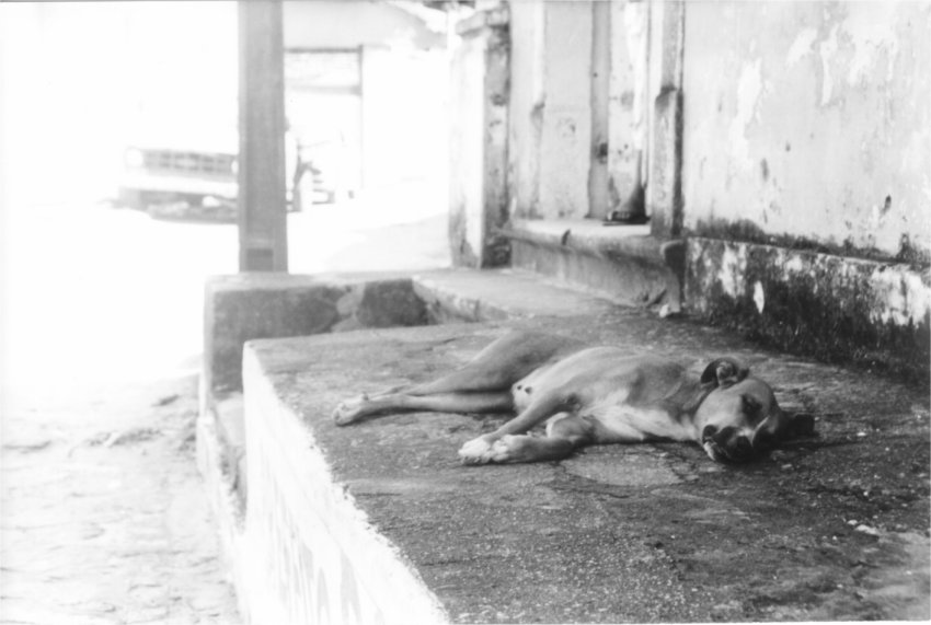 Fotomemórias Ranzinzas #003 – O primeiro doguinho de rua